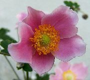 розов Цвете Корона Windfower, Грък Анемония, Мак Анемония (Anemone coronaria) снимка