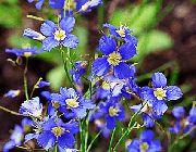 ღია ლურჯი ყვავილების ყალბი ლურჯი სელის (Heliophila longifolia) ფოტო