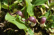burgundy Blomma Mus Växt, Mousetail Växt (Arisarum proboscideum) foto