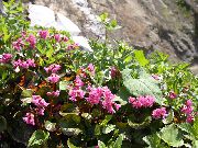 roz Floare Soldanelloides Schizocodon (Schizocodon soldanelloides) fotografie