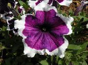 purpurs Zieds Petūnijas Fortunia (Petunia x hybrida Fortunia) foto
