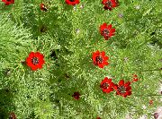 kırmızı çiçek Adonis (Adonis amurensis) fotoğraf