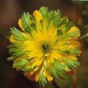 grön Blomma Adonis (Adonis amurensis) foto