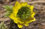 žuti Cvijet Adonis (Adonis amurensis) foto