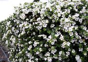 hvit Blomst Bacopa (Sutera)  bilde