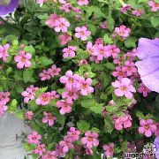 pink Blomst Bacopa (Sutera)  foto