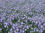svetlomodrá Kvetina Bacopa (Sutera)  fotografie