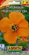 orange Fleur Vent De Pavot (Stylomecon heterophyllum) photo