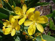 κίτρινος λουλούδι Κρίνος Βατόμουρο, Κρίνο Λεοπάρδαλη (Belamcanda chinensis) φωτογραφία