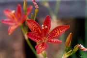 червоний Квітка Беламканда (Belamcanda chinensis) фото