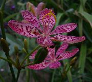 lila Cvet Blackberry Lilija, Leopard Lily (Belamcanda chinensis) fotografija