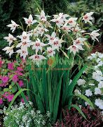 balts Zieds Abesīnijas Gladiolas, Pāvs Orhideja, Tīkams Gladiolas, Zobens Lilija (Acidanthera bicolor murielae, Gladiolus murielae) foto