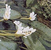 blanco Flor Espino Agua (Aponogeton distachyos) foto