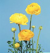 jaune Fleur Renoncule, Renoncule Persan, Turban Renoncule, Renoncule Persique (Ranunculus asiaticus) photo