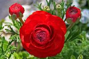červená Květina Ranunculus, Perština Pryskyřník, Turban Pryskyřník, Perština Crowfoot (Ranunculus asiaticus) fotografie