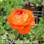 orange Fleur Renoncule, Renoncule Persan, Turban Renoncule, Renoncule Persique (Ranunculus asiaticus) photo