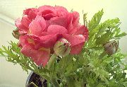 růžový Květina Ranunculus, Perština Pryskyřník, Turban Pryskyřník, Perština Crowfoot (Ranunculus asiaticus) fotografie