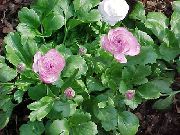 lila Flor Ranúnculo, Ranúnculo Persa, Ranúnculo Turbante, Crowfoot Persa (Ranunculus asiaticus) foto