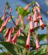 roze Bloem Cape Fuchsia (Phygelius capensis) foto