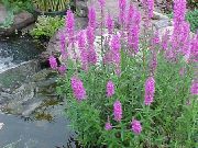 garden flowers lilac Purple Loosestrife, Wand Loosestrife Lythrum virgatum photos, description, cultivation and planting, care and watering