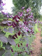 liliowy Kwiat Dolihos Zwykłych (Czarna Fasola) (Dolichos lablab, Lablab purpureus) zdjęcie