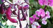 rosa Blomst Ruby Glød Hyacinth Bean (Dolichos lablab, Lablab purpureus) bilde