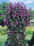 lilla Fiore Ruby Fagiolo Bagliore Giacinto (Dolichos lablab, Lablab purpureus) foto