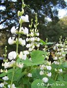 bílá Květina Ruby Záře Hyacint Bean (Dolichos lablab, Lablab purpureus) fotografie