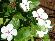 hvit Blomst Rose Periwinkle, Cayenne Jasmin, Madagaskar Periwinkle, Gamle Hushjelp, Vinca (Catharanthus roseus = Vinca rosea) bilde