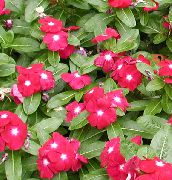 punainen Kukka Ruusu Periwinkle, Cayenne Jasmiini, Madagaskar Talvio, Vanhapiika, Vinka (Catharanthus roseus = Vinca rosea) kuva