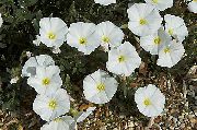 bianco Fiore Gloria Di Mattina Terra, Morning Glory Cespuglio, Silverbush (Convolvulus) foto