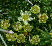grøn Blomst Sandwort (Minuartia) foto