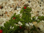 κόκκινος λουλούδι Μωρό Sunrose, Εργοστάσιο Heartleaf Πάγου (Aptenia) φωτογραφία