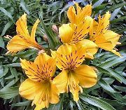 garden flowers yellow Alstroemeria, Peruvian Lily, Lily of the Incas Alstroemeria  photos, description, cultivation and planting, care and watering