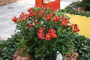 sarkans Zieds Alstroemeria, Peru Lilija, Lilija No Inku  foto