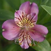 lila Cvet Alstroemeria, Perujski Lily, Lily Inkov  fotografija