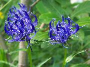 blå Blomst Horned Rampion (Phyteuma) bilde