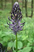czarny Kwiat Kolnik (Phyteuma) zdjęcie