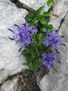 ღია ლურჯი ყვავილების Horned Rampion (Phyteuma) ფოტო