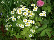 garden flowers white Tanacetum parthenium Matricaria parthenium (Tanacetum parthenium) photos, description, cultivation and planting, care and watering