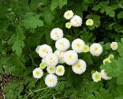 biały Kwiat Lawenda (Tanacetum, Matrikariya, Chryzantema Panieńskie) (Matricaria parthenium (Tanacetum parthenium)) zdjęcie