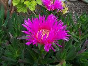 ピンク フラワー アイスプラント (Mesembryanthemum crystallinum) フォト