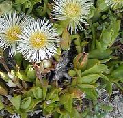 blanco Flor Planta De Hielo (Mesembryanthemum crystallinum) foto