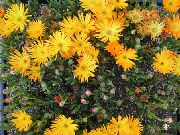 oranžna Cvet Led Rastlin (Mesembryanthemum crystallinum) fotografija