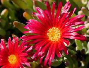 赤 フラワー アイスプラント (Mesembryanthemum crystallinum) フォト