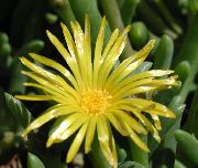 gul Blomma Is Växt (Mesembryanthemum crystallinum) foto