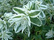 vit Blomma Snö-On-The-Berget (Euphorbia marginata) foto