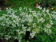 bela Cvet Snow-On-The-Gora (Euphorbia marginata) fotografija