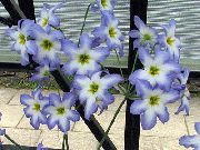 svetlomodrá Kvetina Sláva Slnko (Leucocoryne) fotografie