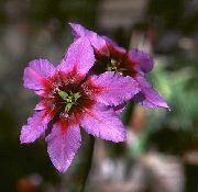 ვარდისფერი ყვავილების მზის დიდება (Leucocoryne) ფოტო
